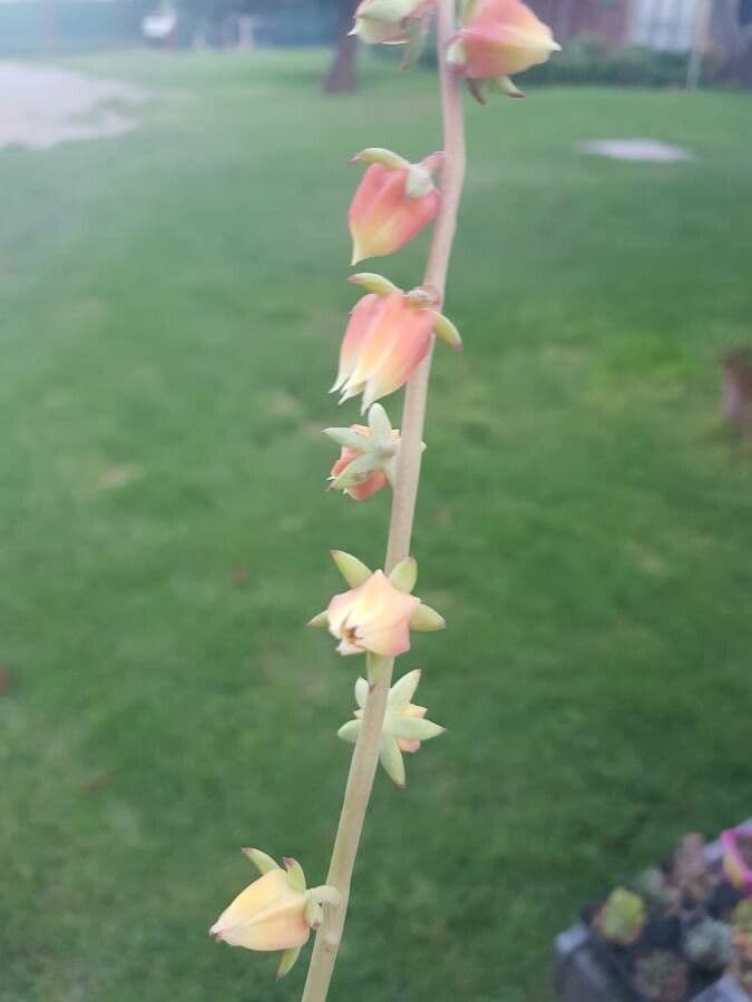 Echeveria 2