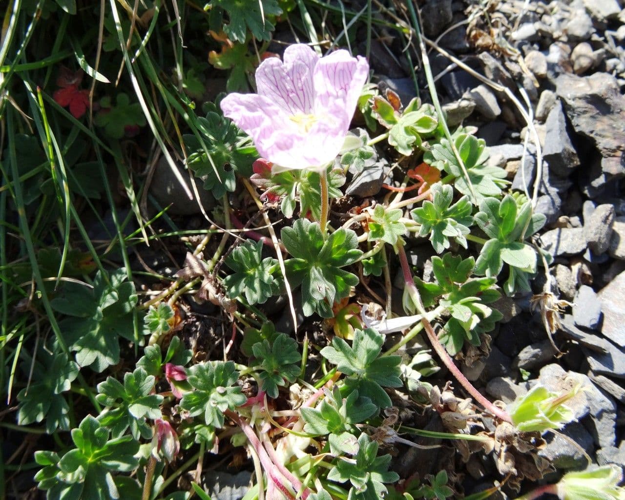 Grauer Storchschnabel 10