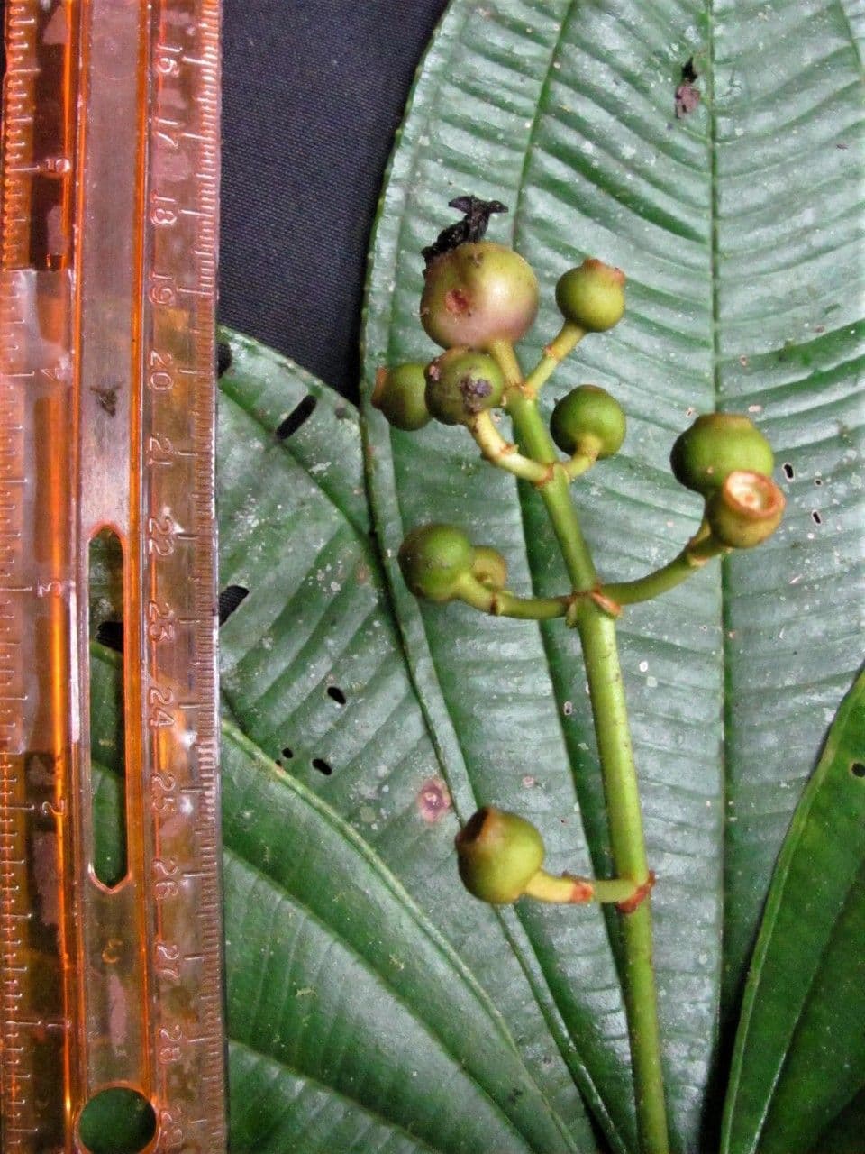 Miconia 2