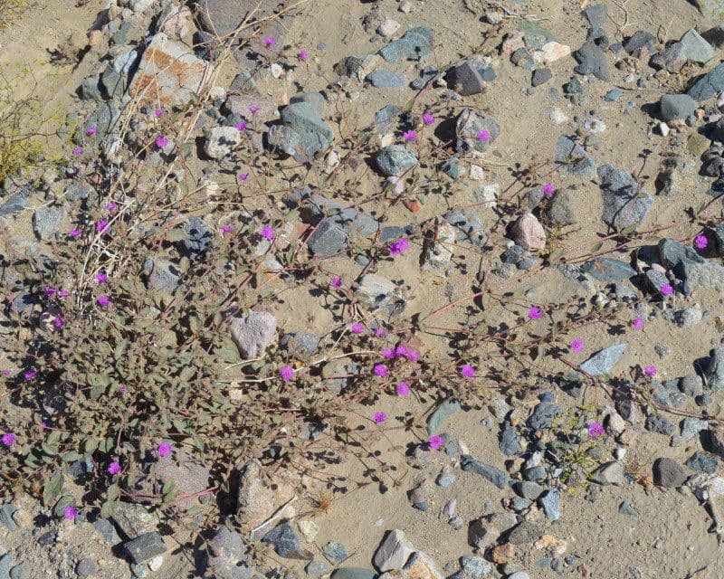 Mirabilis incarnata 8