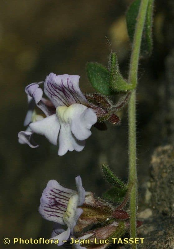 Chaenorhinum villosum 3