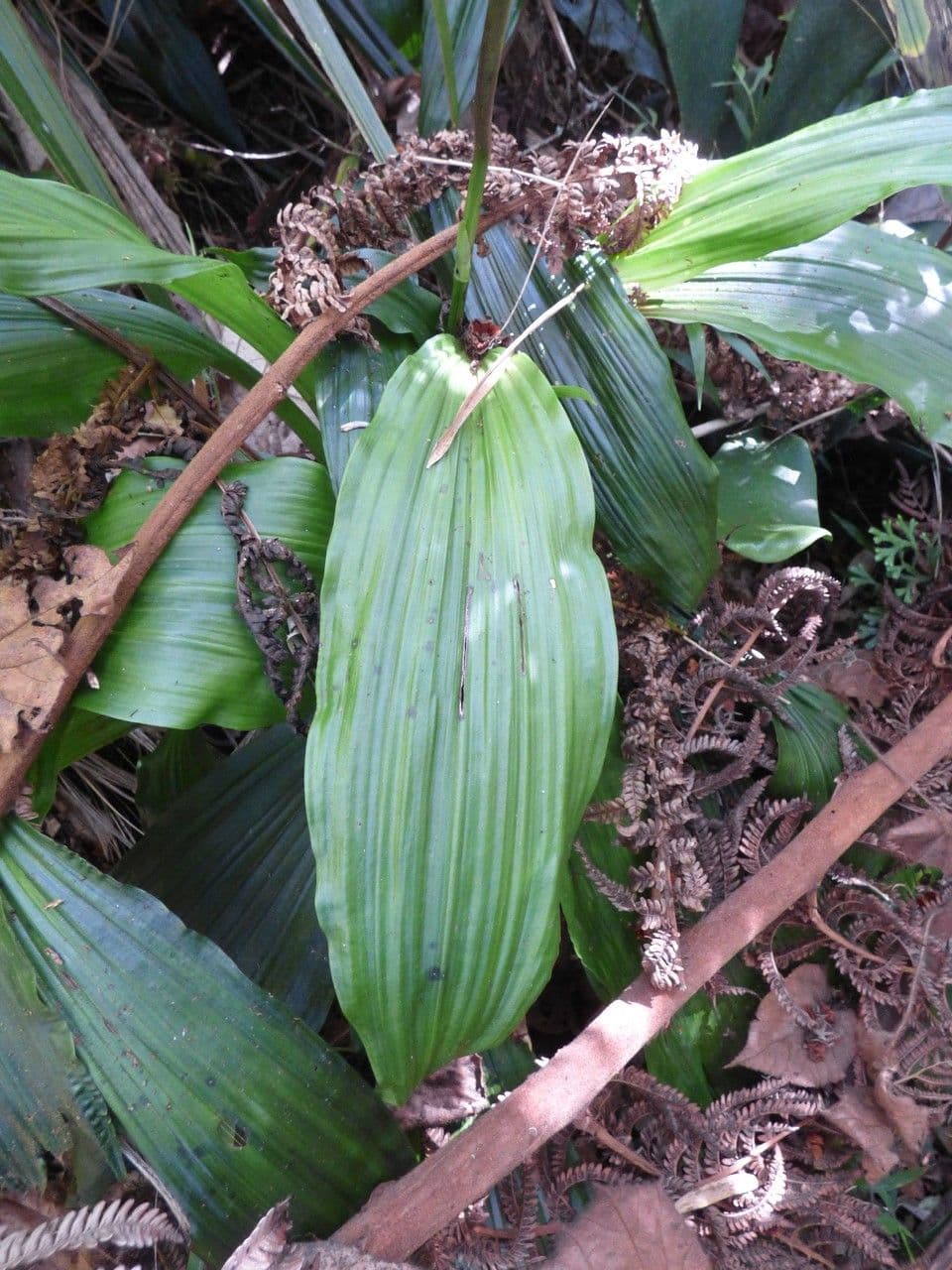 Calanthe silvatica 17