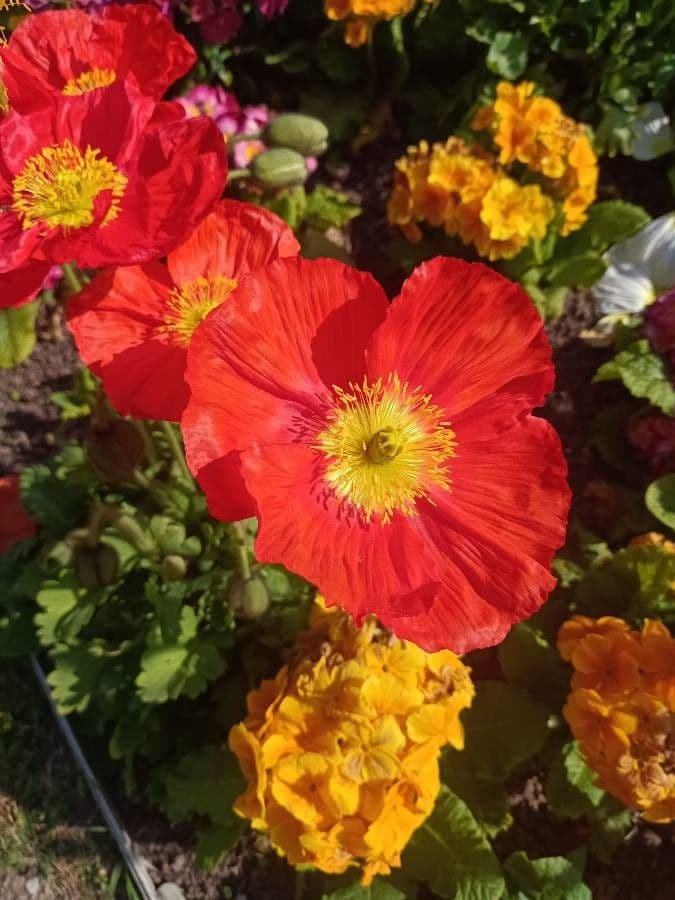 Arktischer Mohn 7