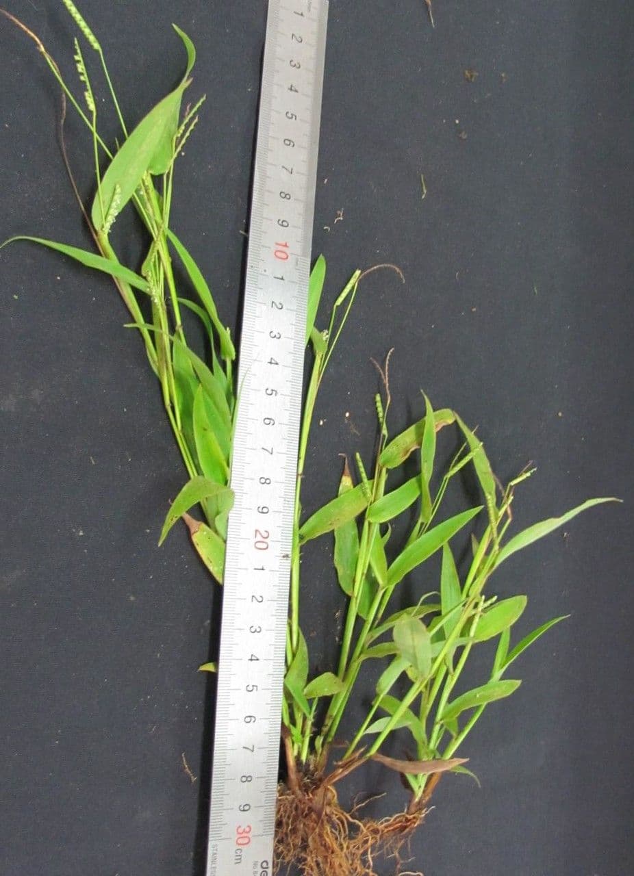 Decumbent crowngrass 9