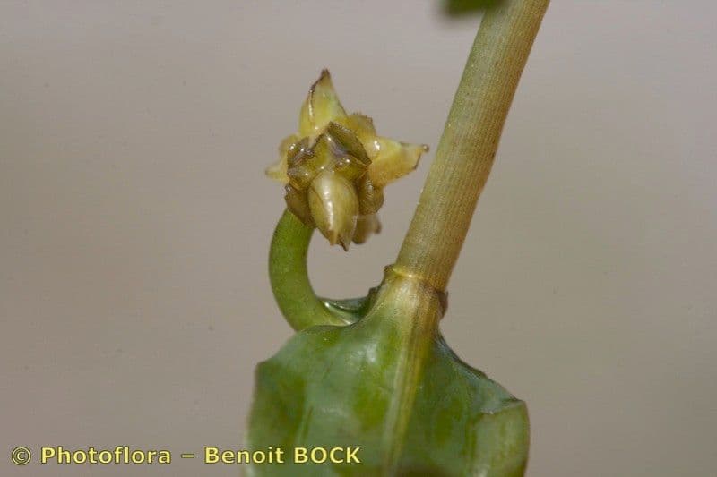 Groenlandia densa 3