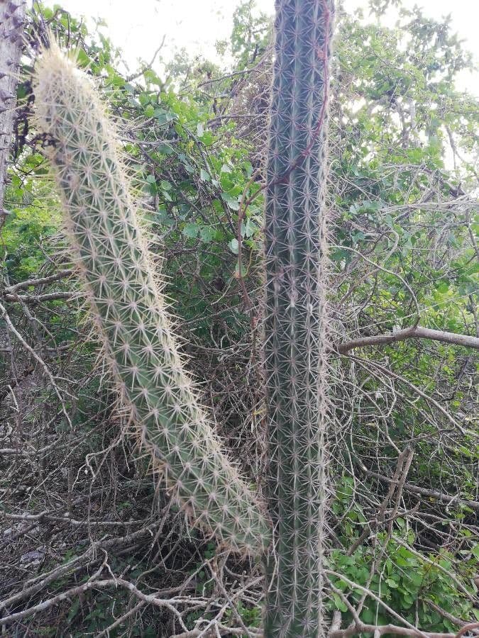 Cactus columnar 4