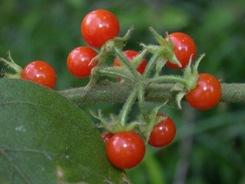 Solano giamaicano 5