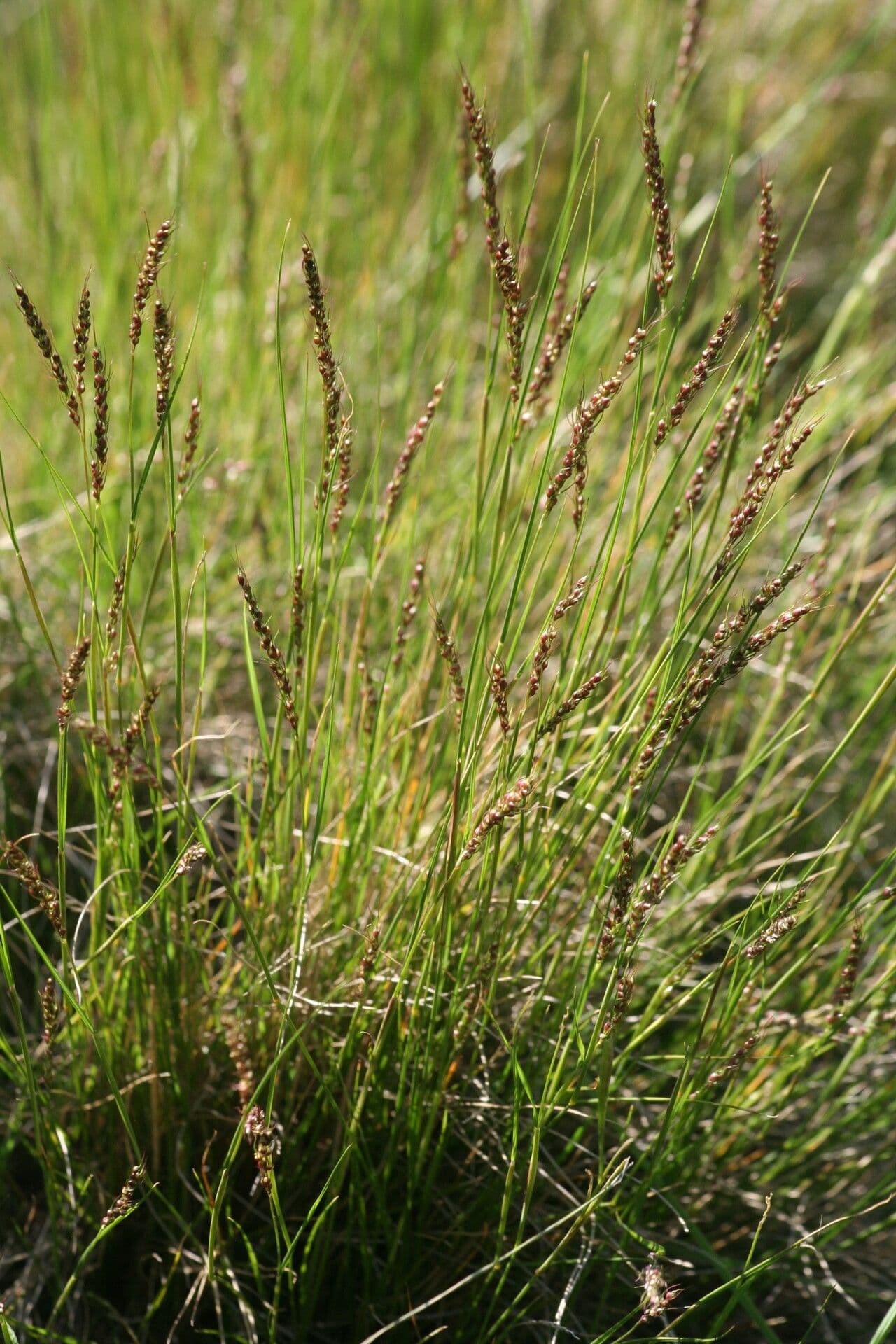 Piptochaetium