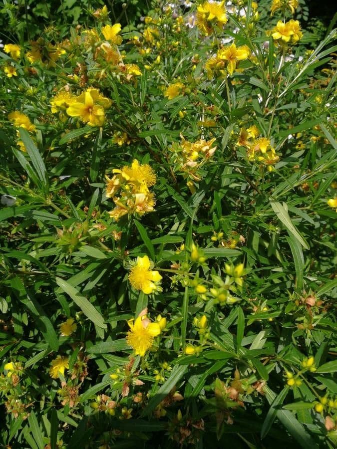 Millepertuis 7