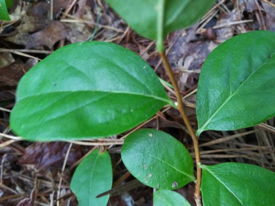 Staggerbush 7
