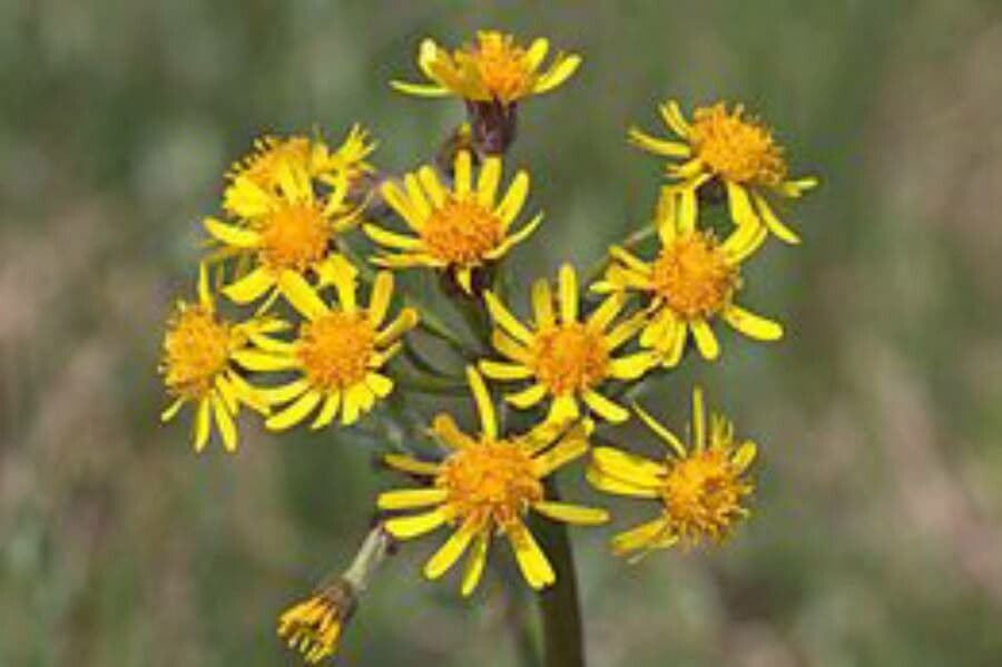 Tephroseris