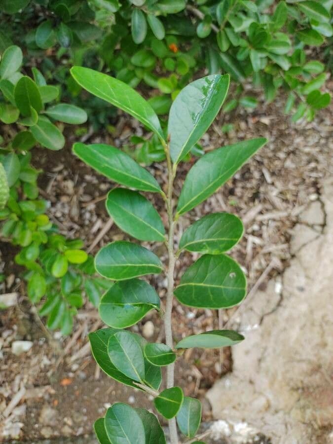 Annona 13
