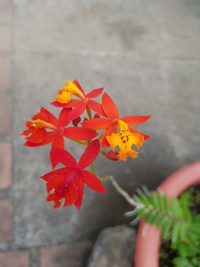 Epidendrum radicans 7