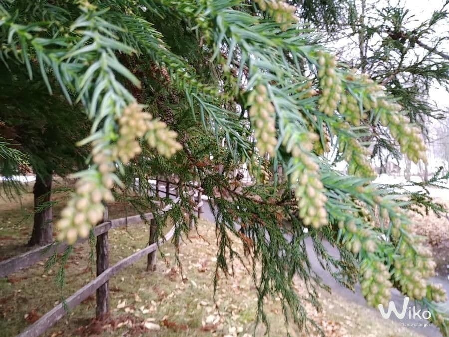 Criptomeria japonesa 6