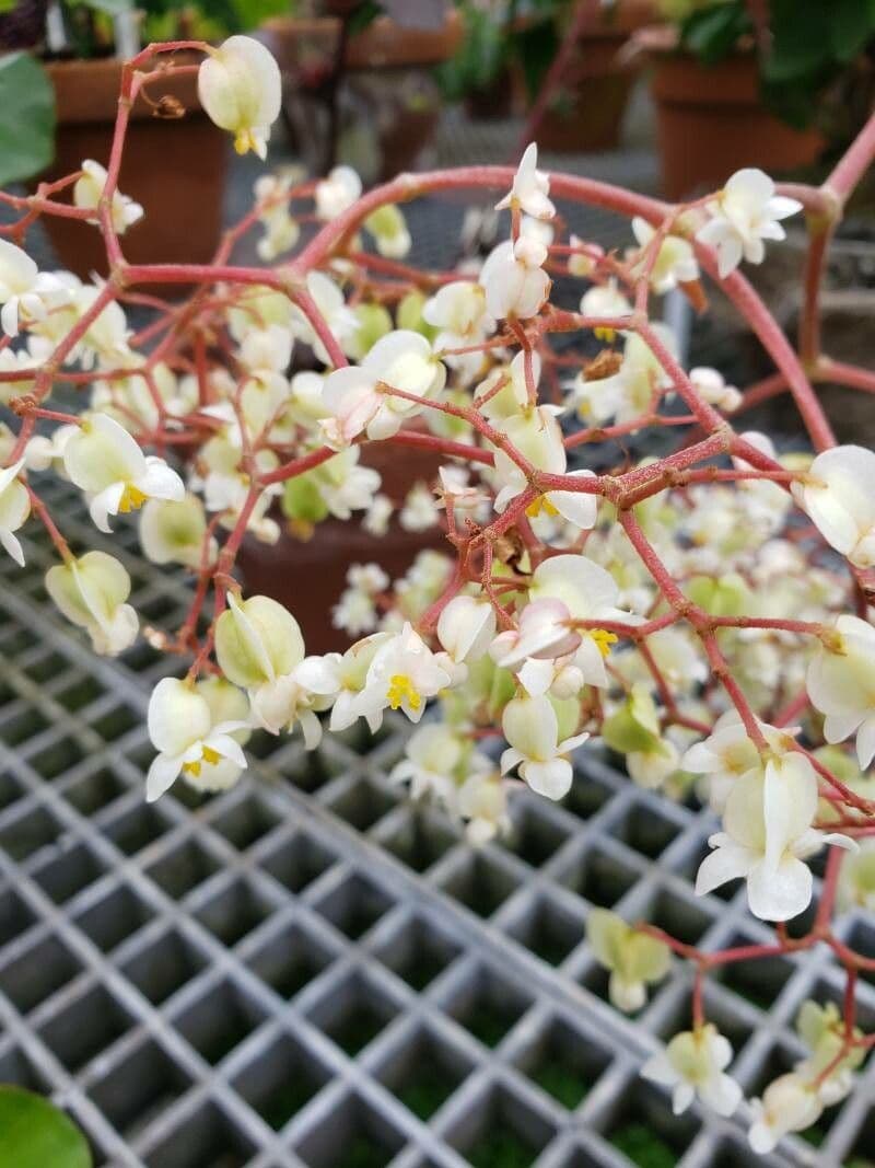 Begonia