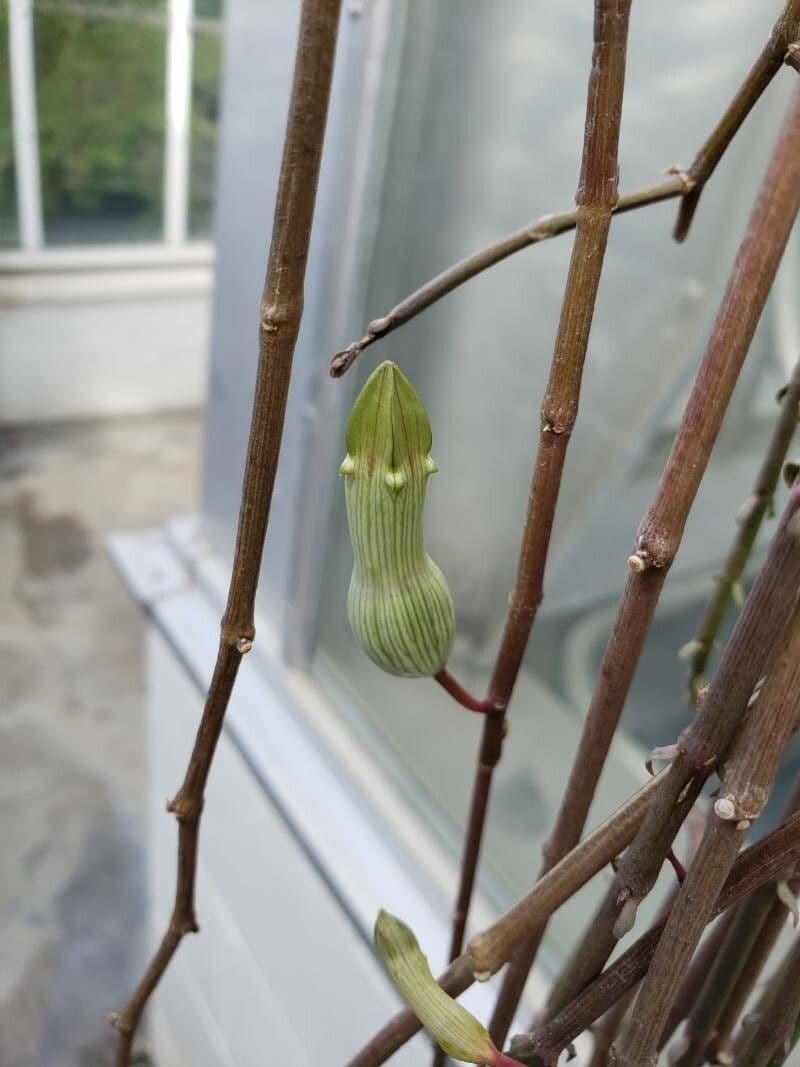 Ceropegia 3
