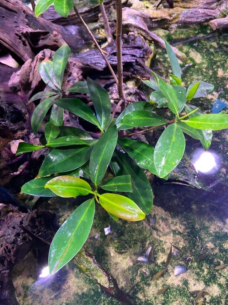 Pelliciera 9