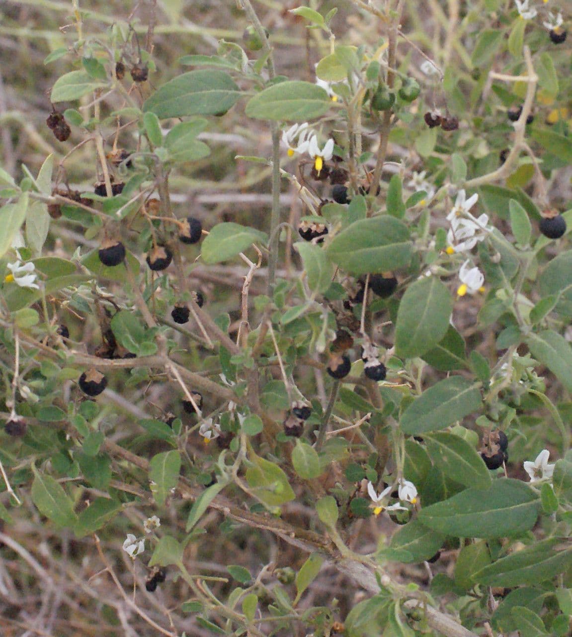 Solanum chenopodioides 14
