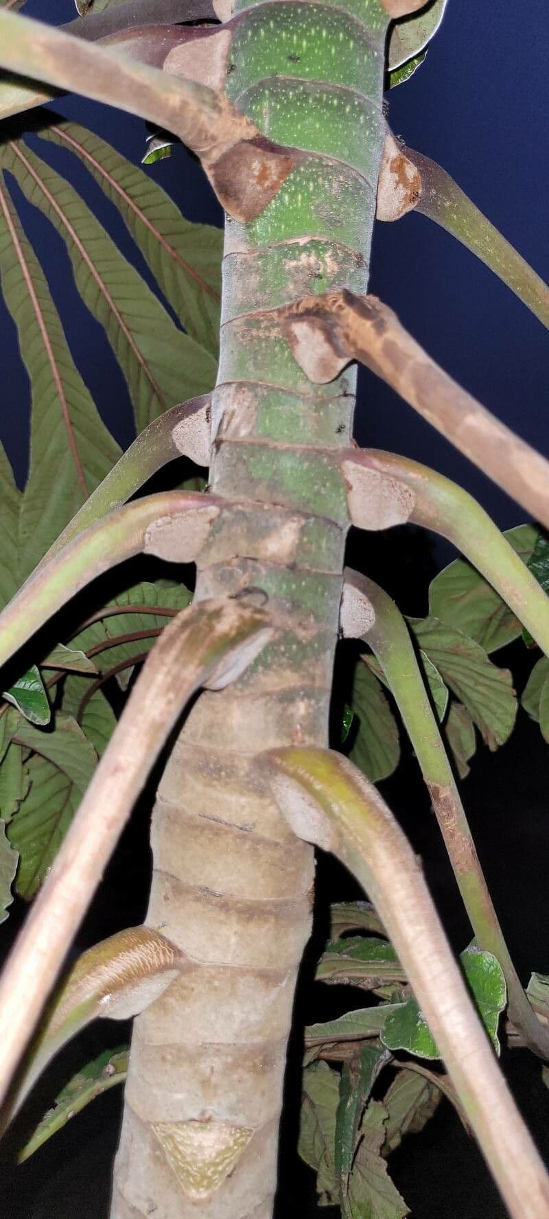 Cecropia 24
