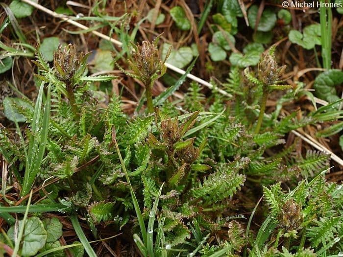 Pedicularis sudetica subsp. pacifica 4