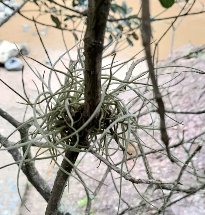 Tillandsia 13