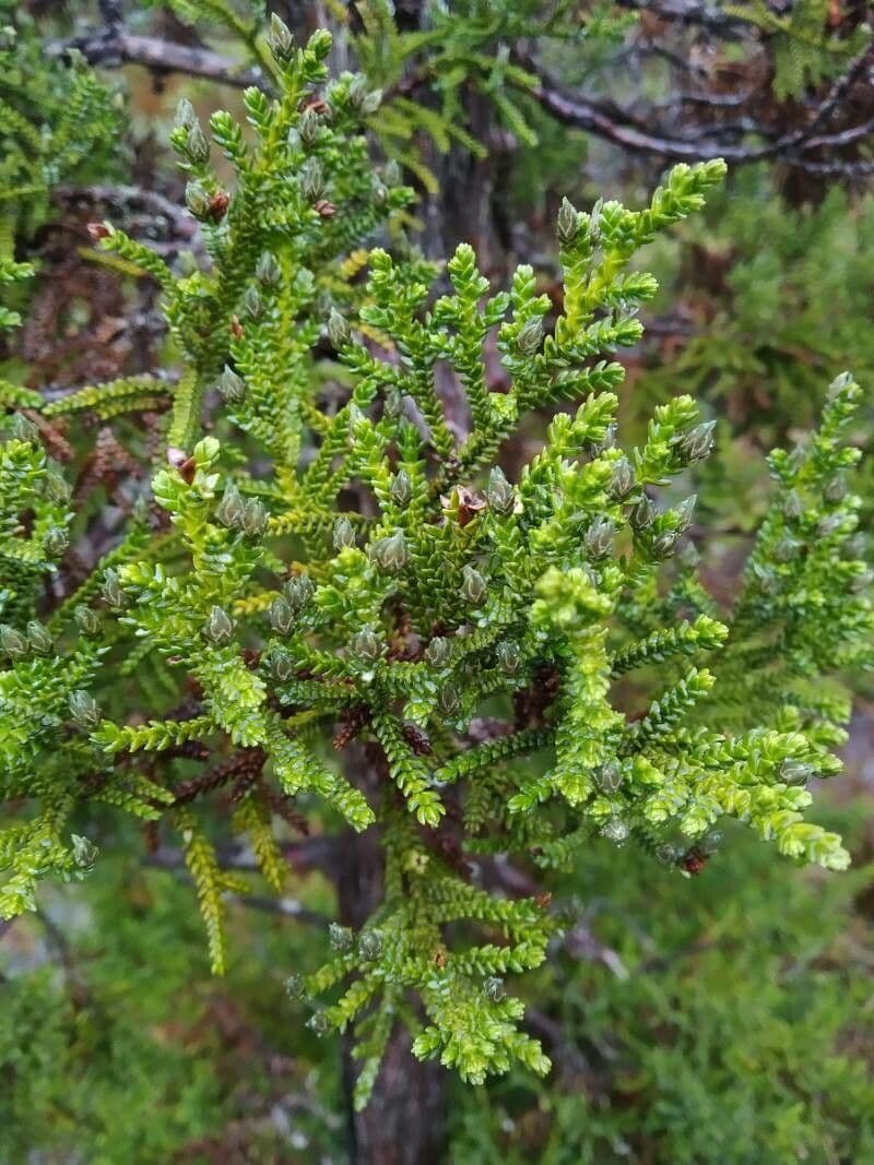 Pilgerodendron chilský 11