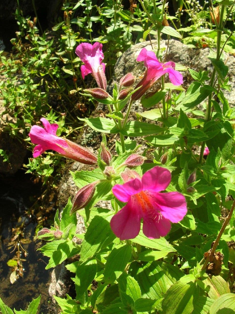 Erythranthe 4