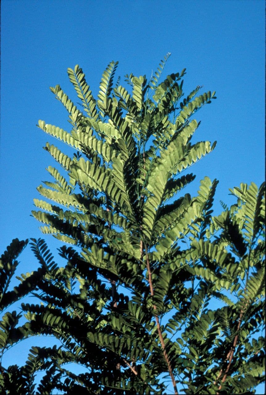 Simaruba amara 6