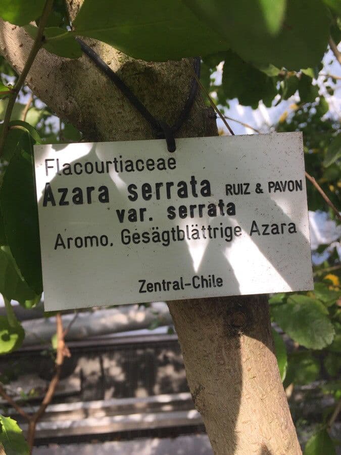 Azara 12