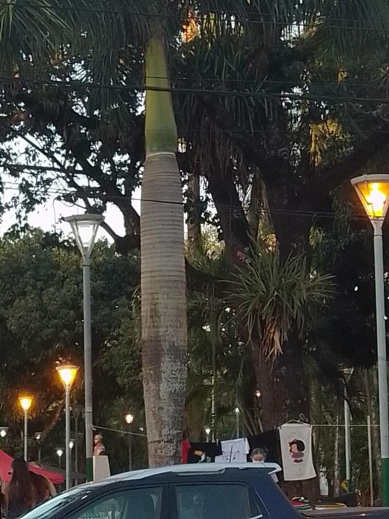 Palma real cubana 22