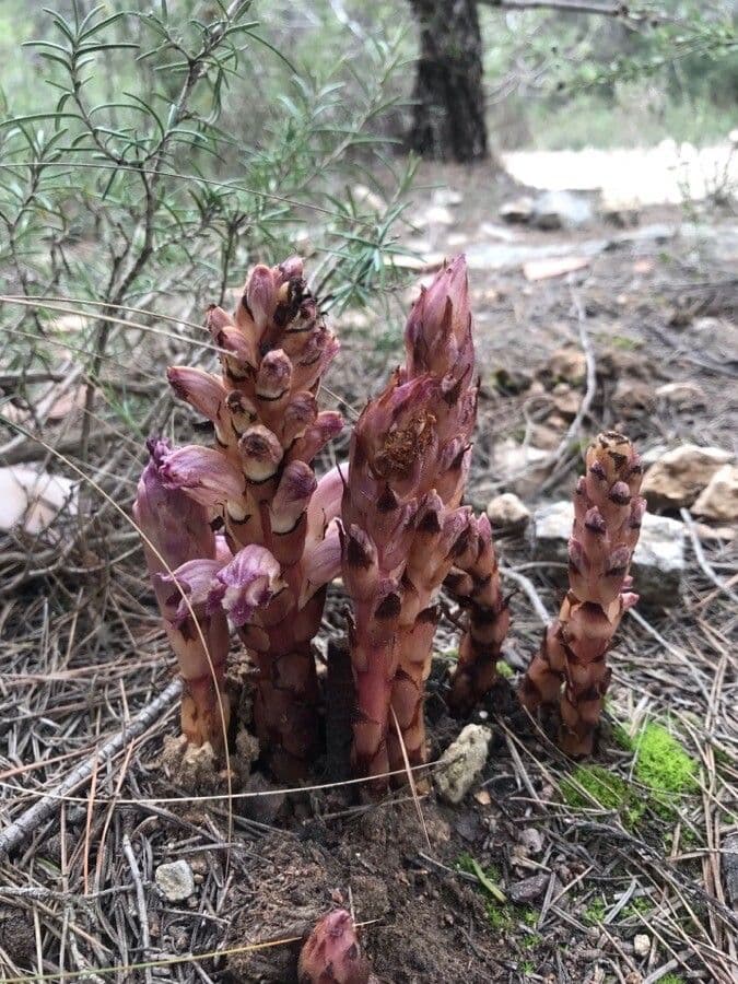 Orobanche a squame larghe 4