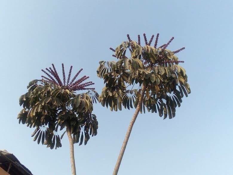 Cecropia 23