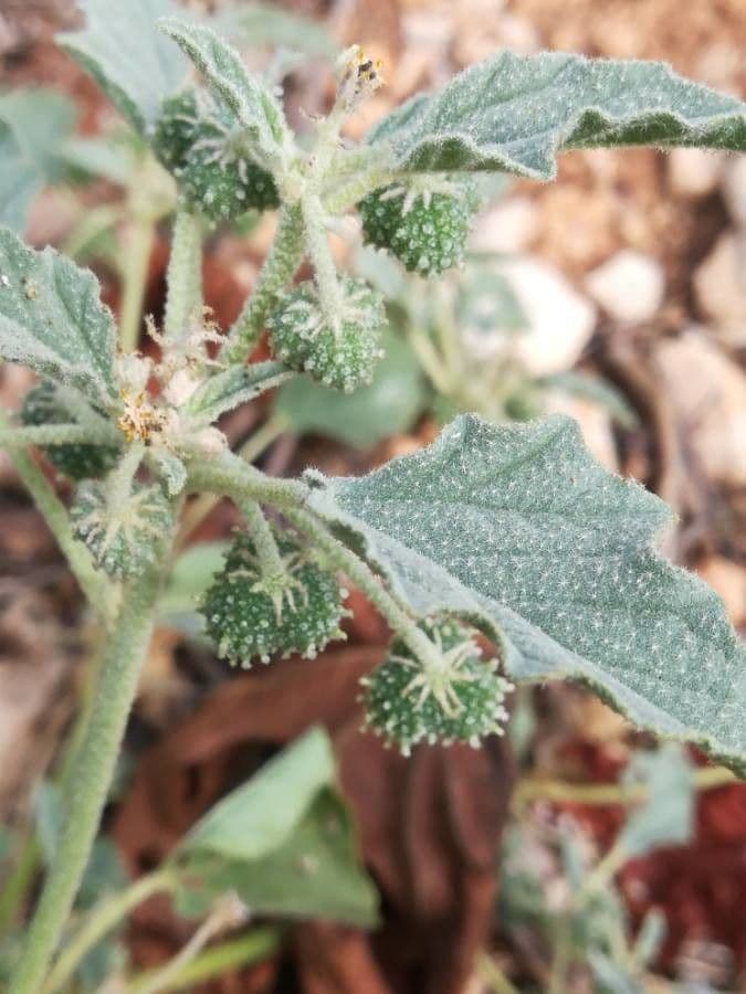 Chrozofora 2