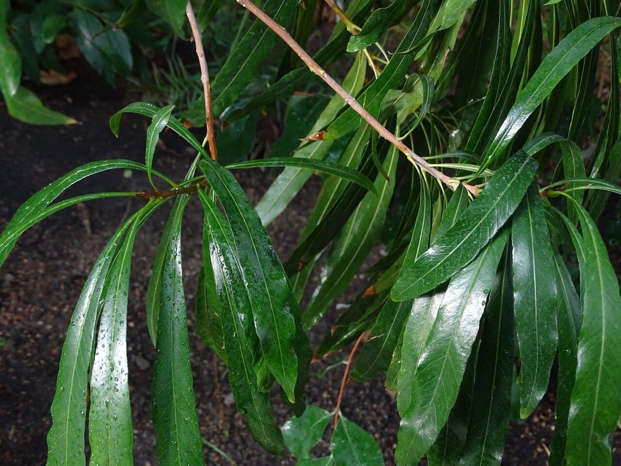 Weidenblättrige Pouteria