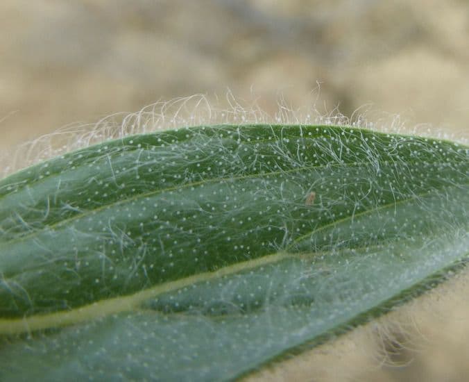 Trichostema lanceolatum 13