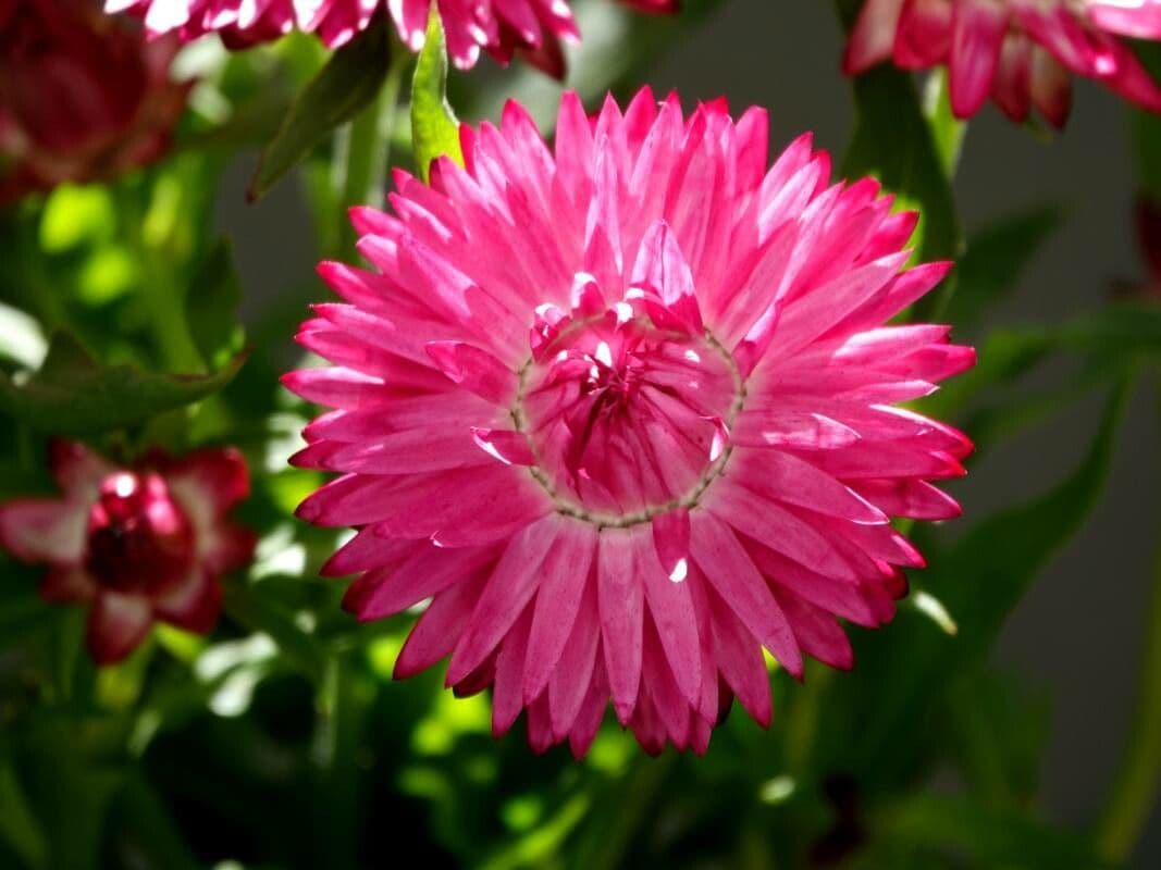 Xerochrysum 37