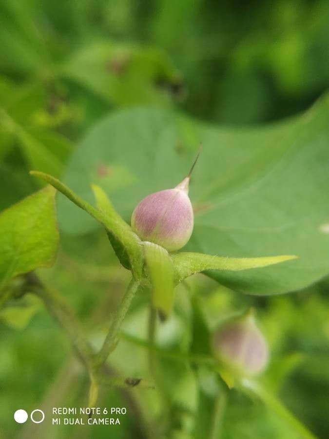 Ipomoea lacunosa 2