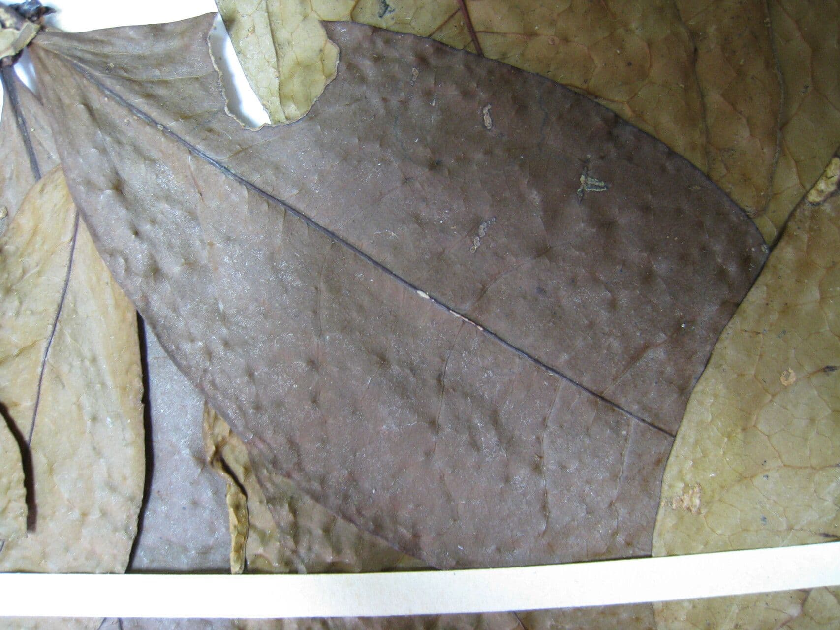 Érythroxyle 5