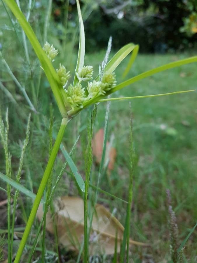 Zigolo del Panico 14