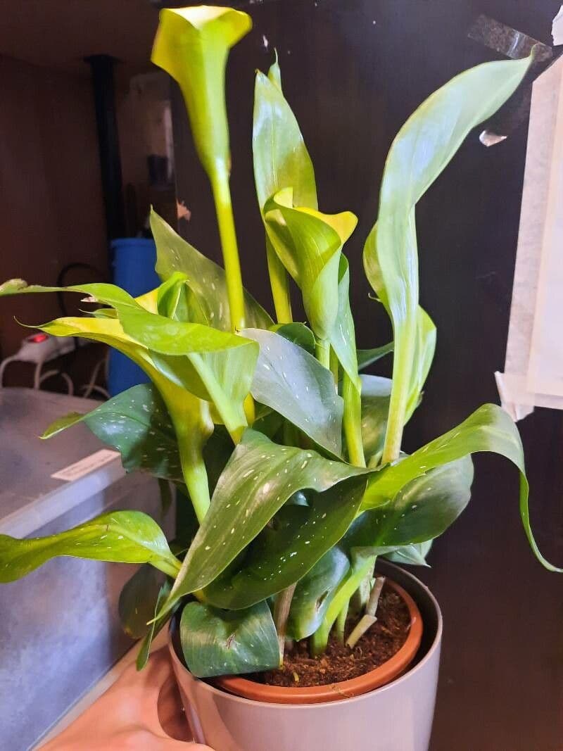 Calla di Elliott 9