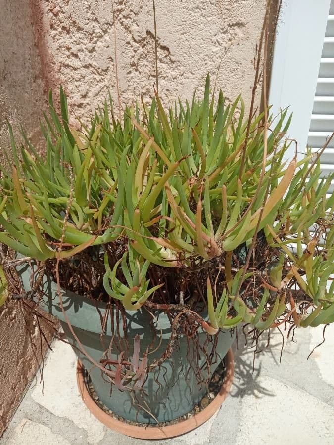 Bulbine bulbosa 13