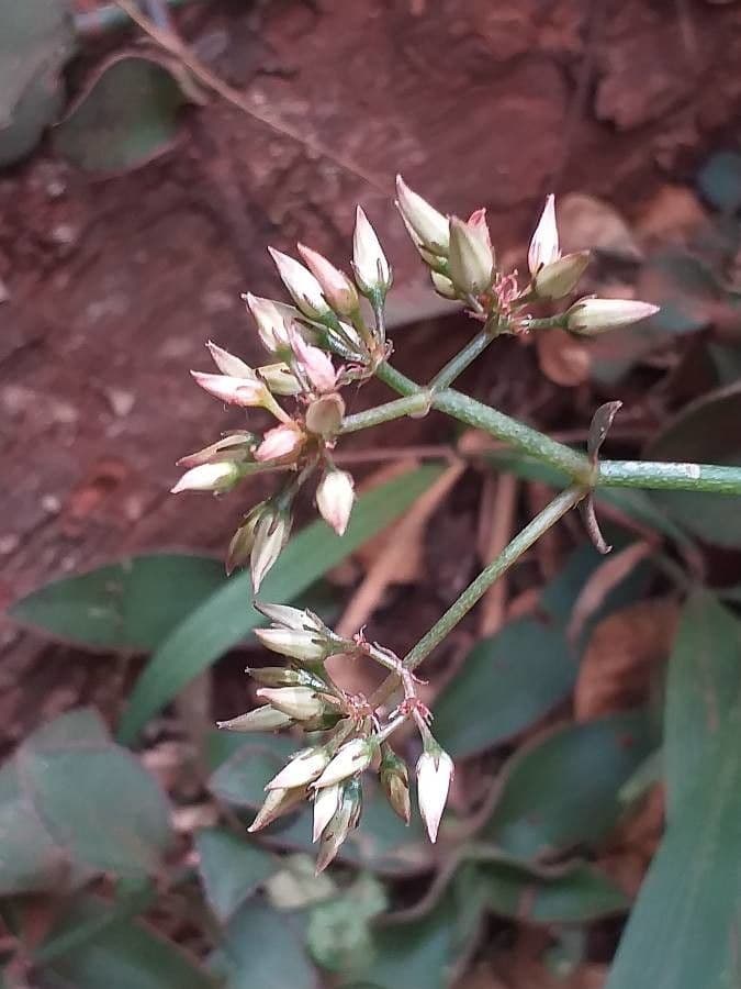 Kalanchoe