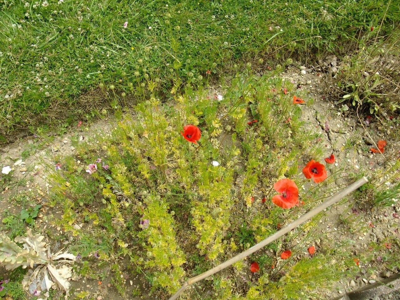Bastard-Mohn 14
