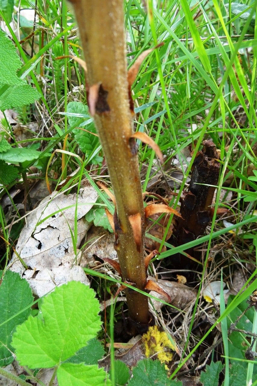 Orobanche del ginestrone 25
