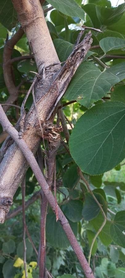 Grewia asiatica 16