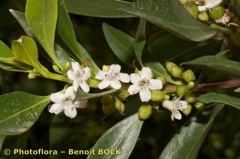Schlankblättriges Myoporum 27