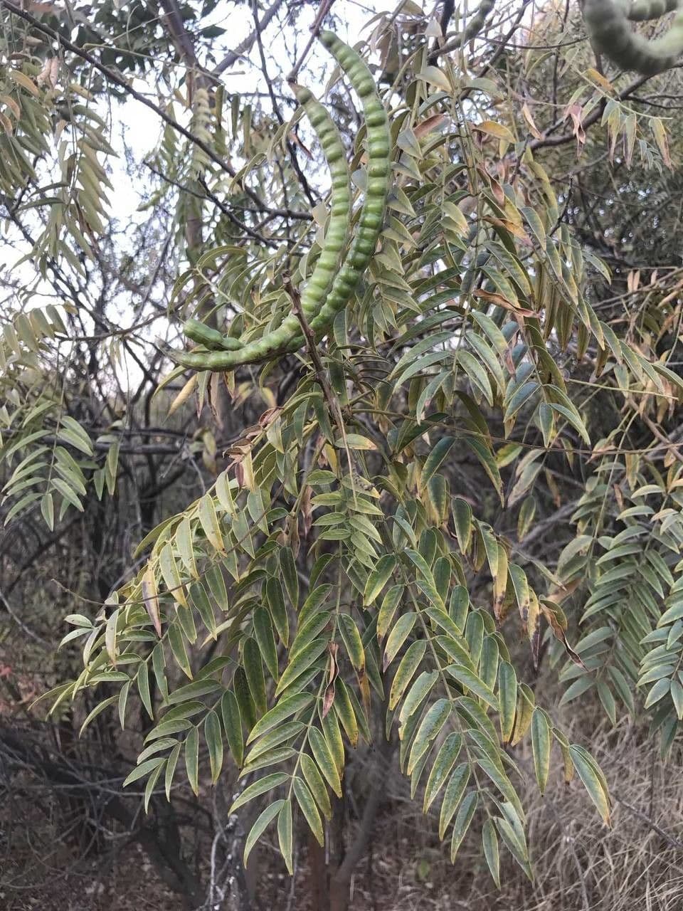 Senna petera 11