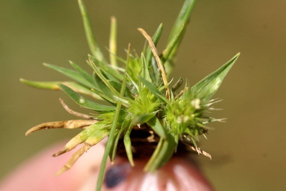 Echinaria capitata 23