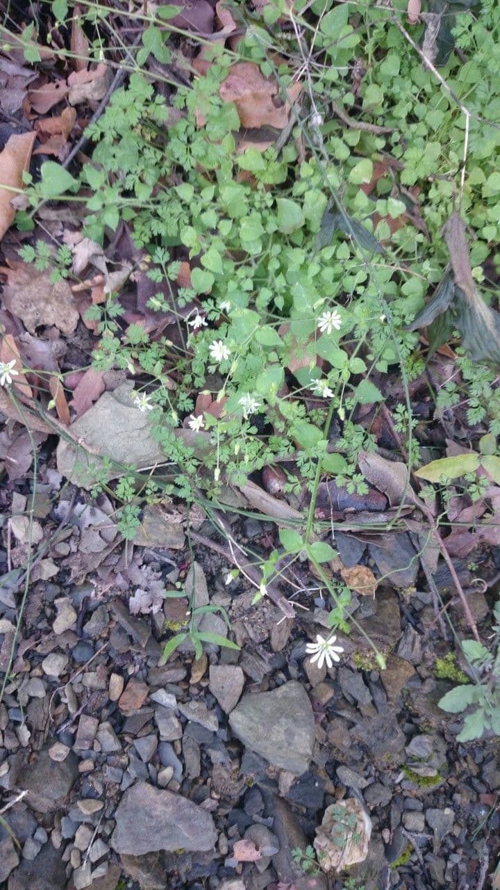 Stellaria cuspidata 6