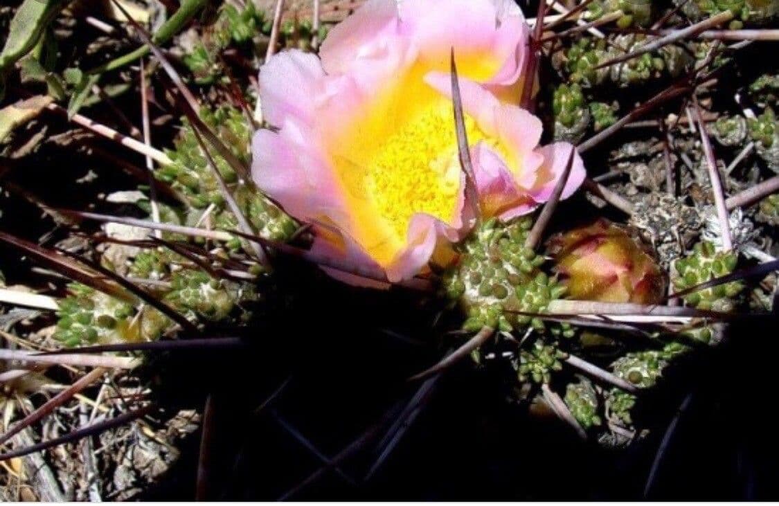 Maihuenia patagonská